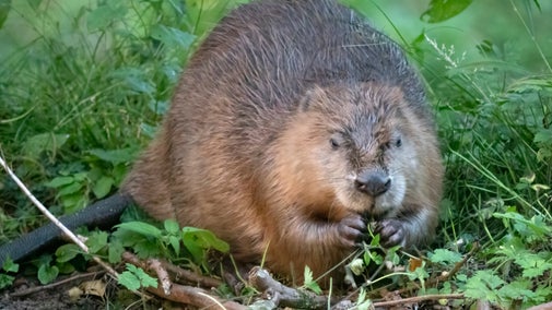 A beaver at the Paddocks enclosure on the Holnicote Estate, Somerset